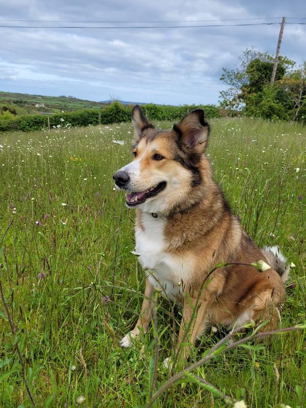 🌸🐾Annie splendida  mix Saluki (levriero arabo) cerca casa 🏠💕 Foto 10